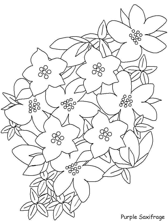 Purple Saxifrage Coloring - Play Free Coloring Game Online