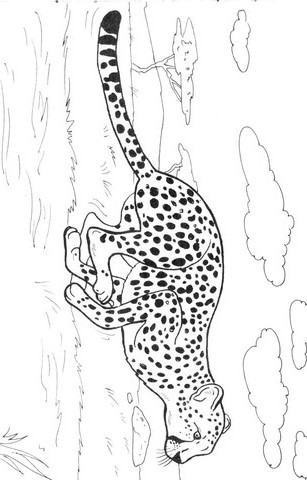 Cheetah Running Fast Coloring - Play Free Coloring Game Online