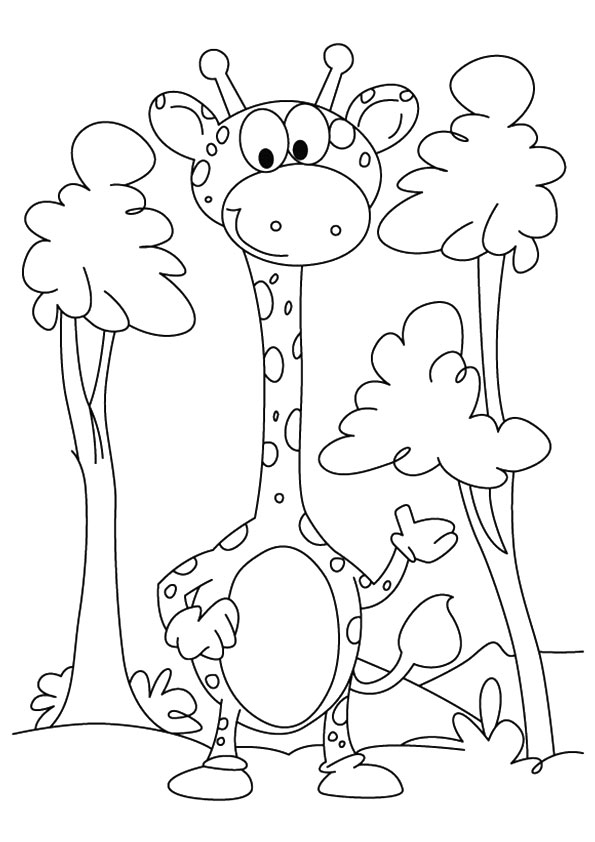 Giraffe