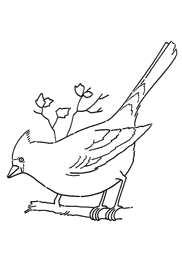 Cardinal