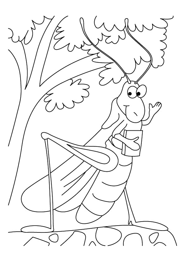 Grasshopper