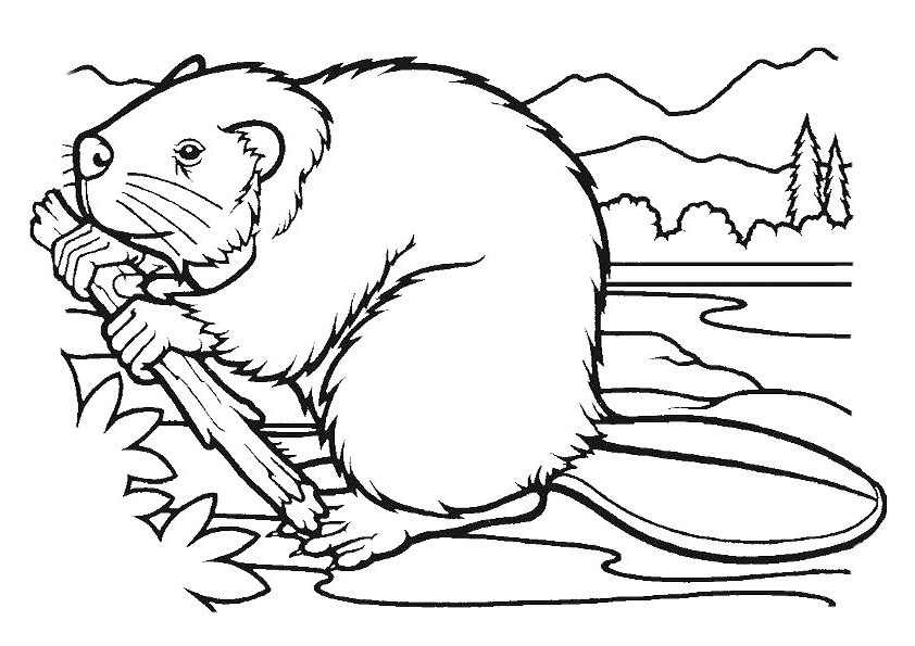 Beaver