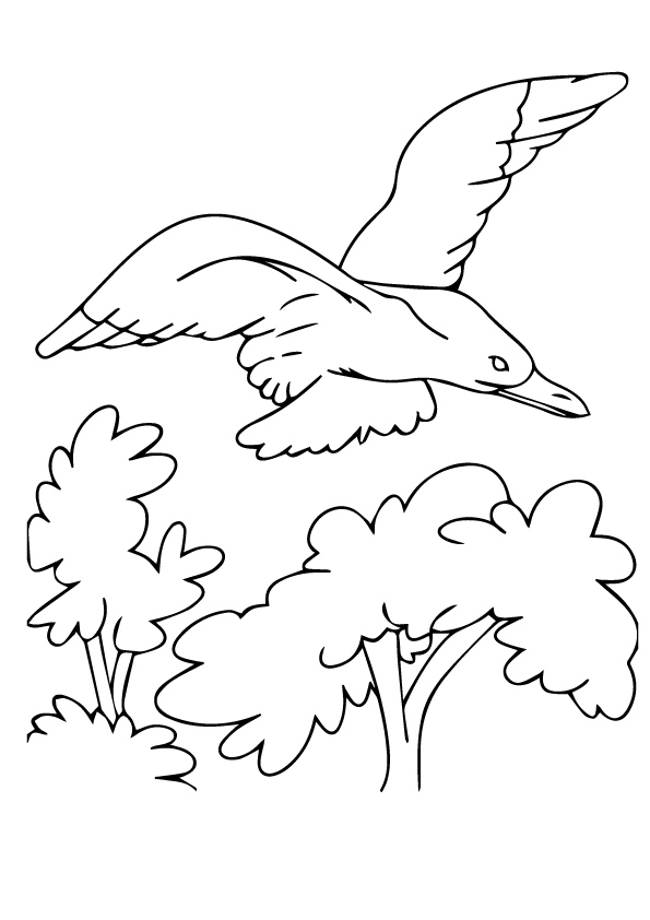 Seagull
