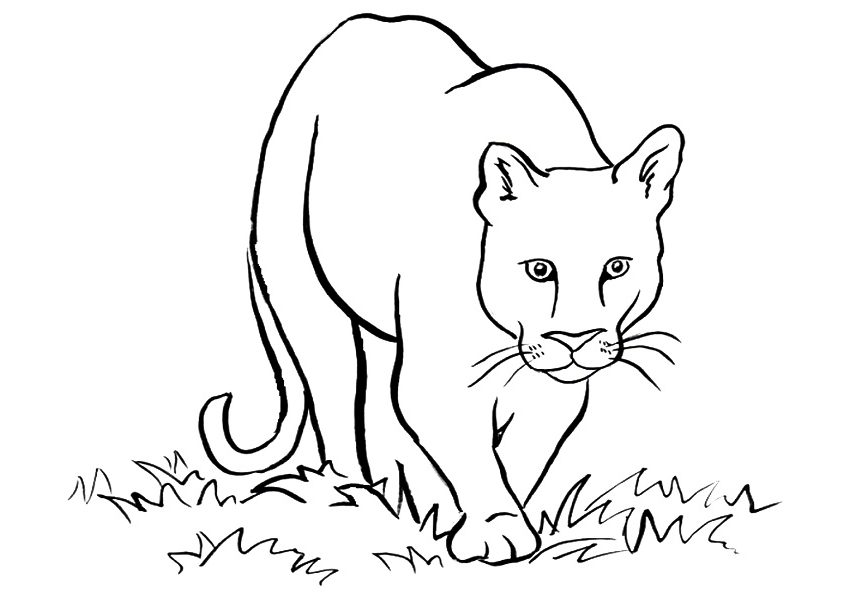 Cougar