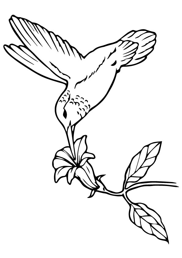 Hummingbird