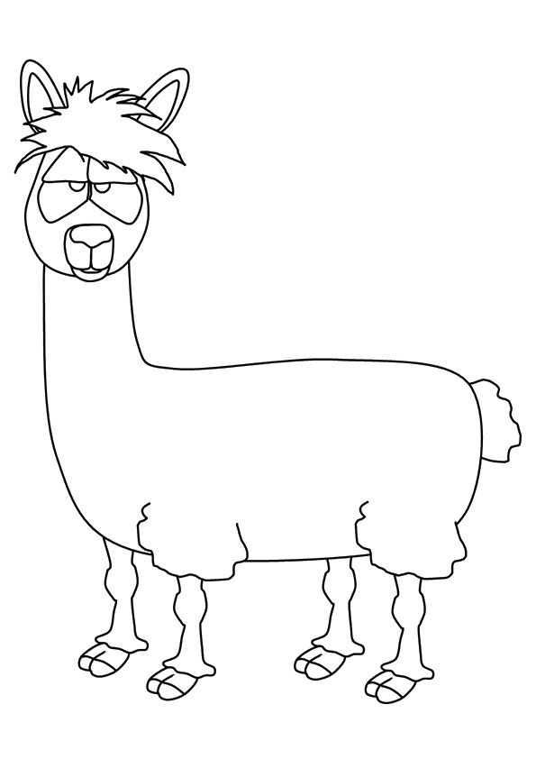 Llama