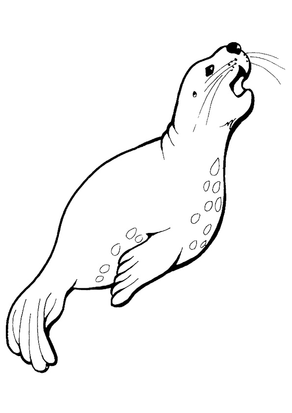 A Harbor Seal