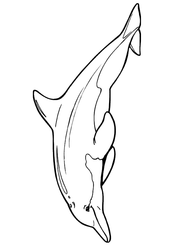 Dolphin Chinese Coloring Game Dolphin Chinese
