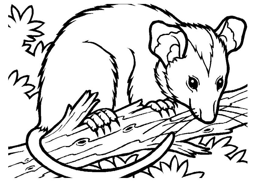 Possum