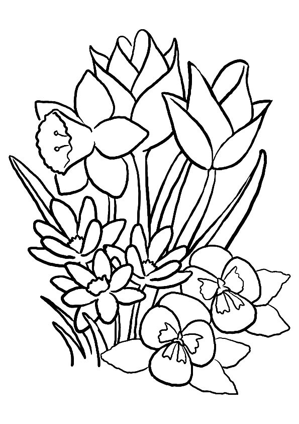 Tulip