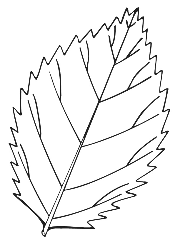 Leaf