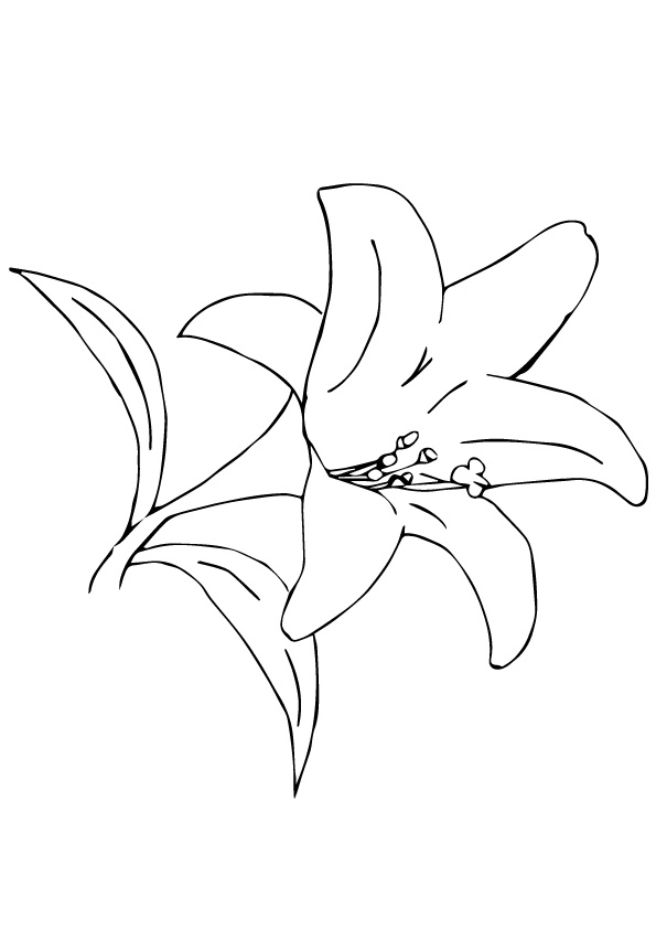 A Desert Lily Coloring Game A Desert Lily