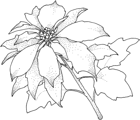 1527064422_poinsettia christamas flower coloring page