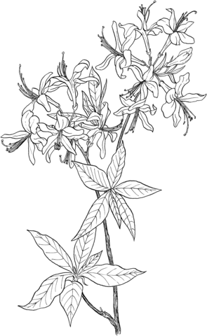 1527064850_azalea rhododendron wildflower coloring page