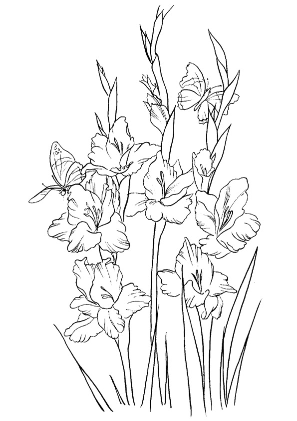 The Beautiful Gladiolus Coloring Game The Beautiful Gladiolus