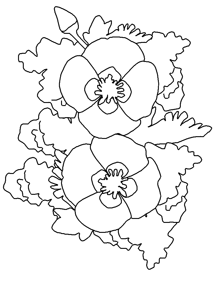 Two California Poppy Coloring Game Two California Poppy