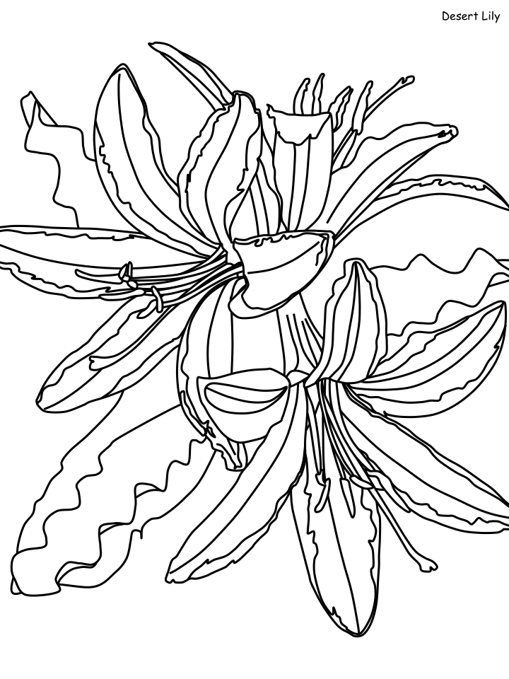 Beautiful Desert Lily Coloring Game Beautiful Desert Lily