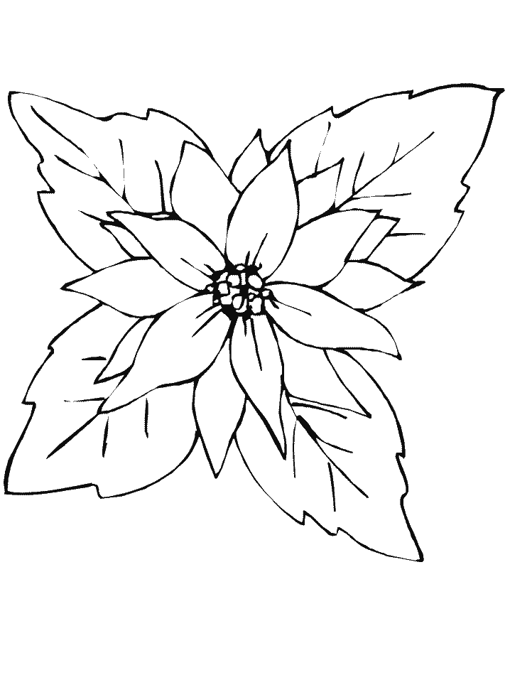 A Red Poinsettia Coloring Game A Red Poinsettia