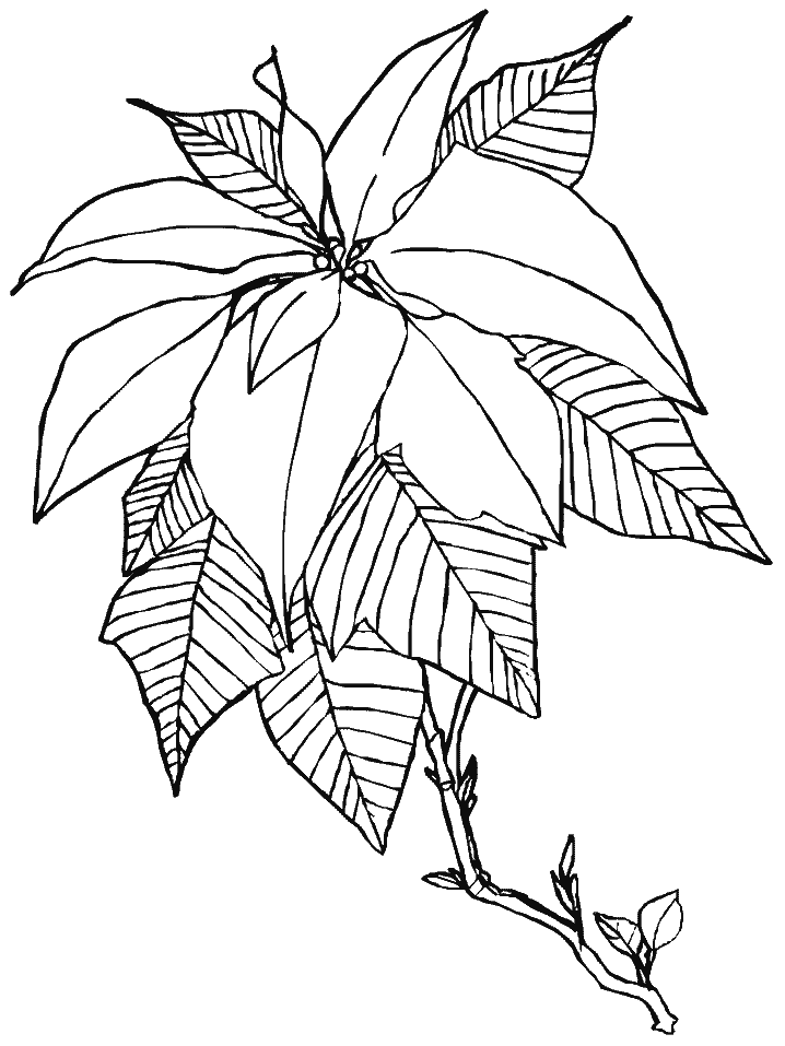 Awesome Poinsettia Coloring Game Awesome Poinsettia