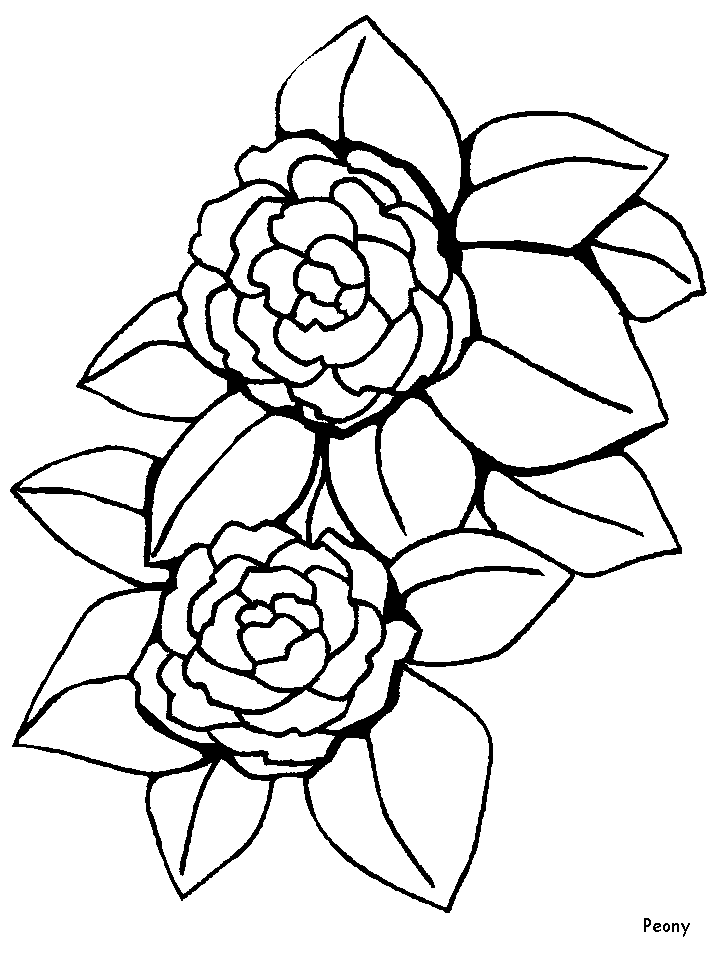 Two Peonies Coloring Game Two Peonies