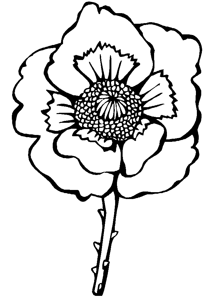 Red Poppy Blossom Coloring Game Red Poppy Blossom