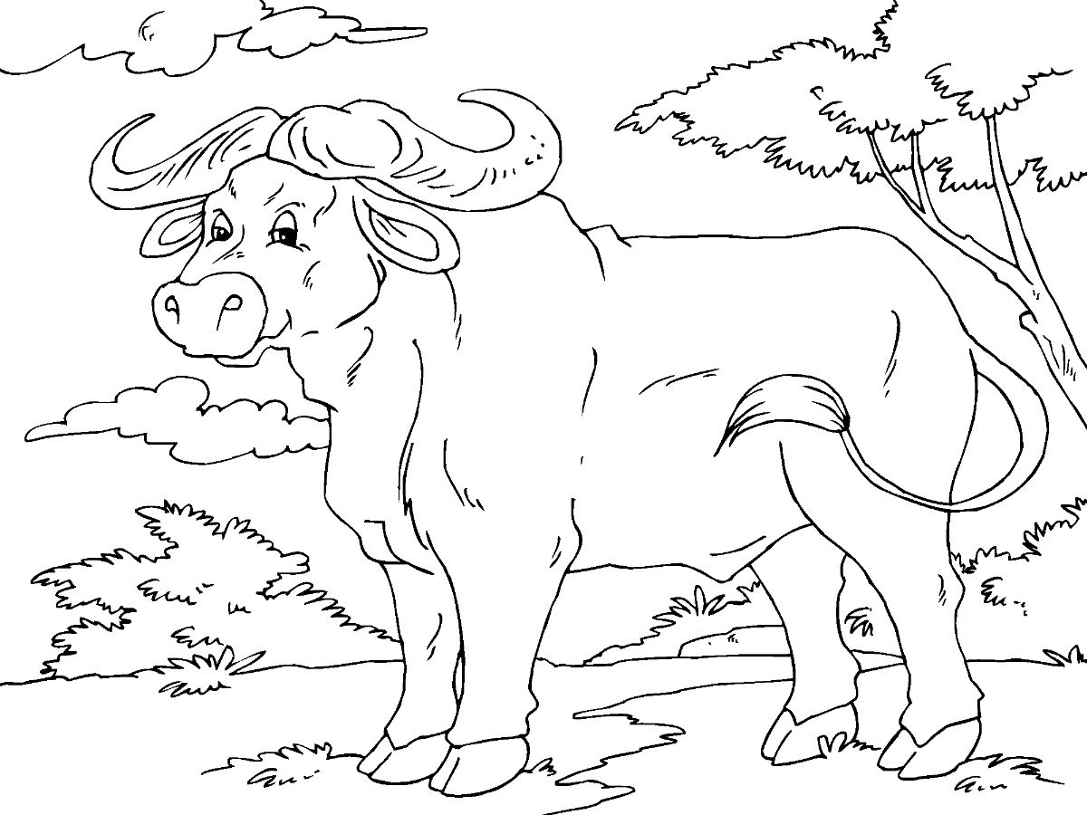 Buffalo