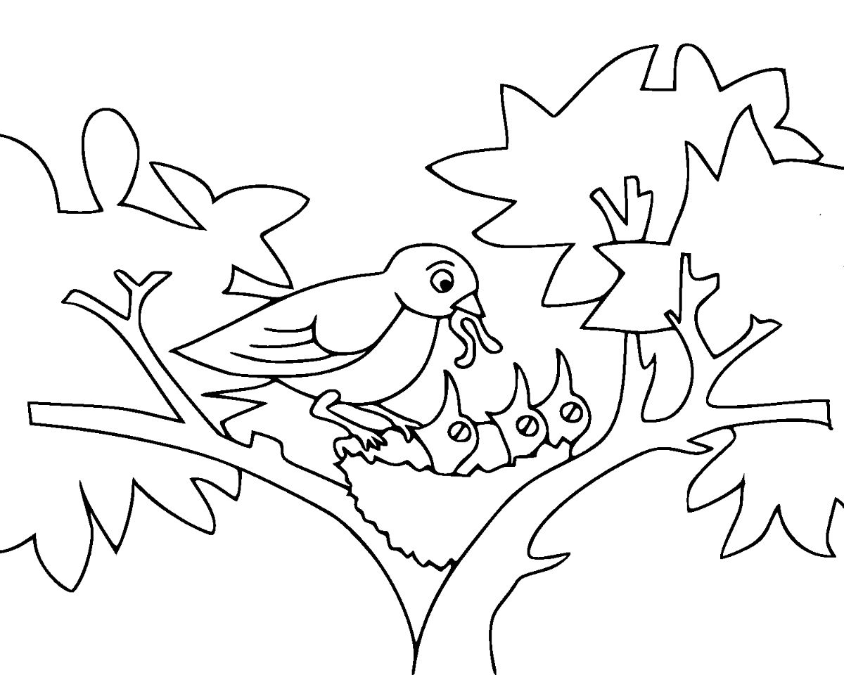 Baby Birds Coloring Game Baby Birds