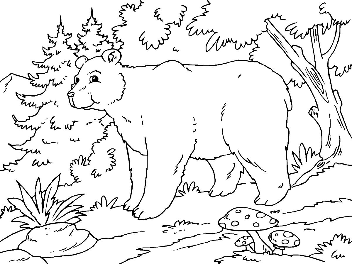 Alpine Bear Coloring Game Alpine Bear