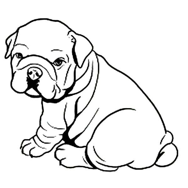 Fat Bulldog Puppy Coloring Game Fat Bulldog Puppy