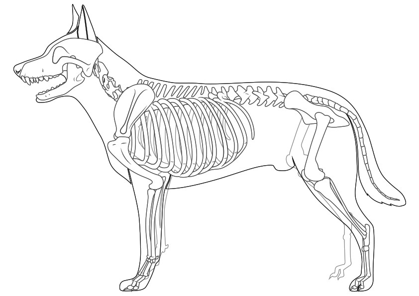Dog Skeleton