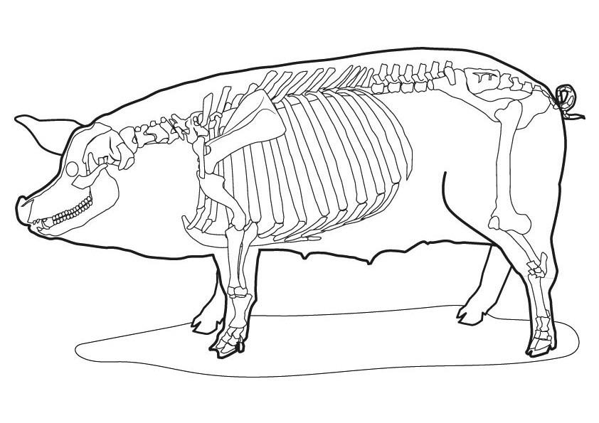 Pig Skeleton