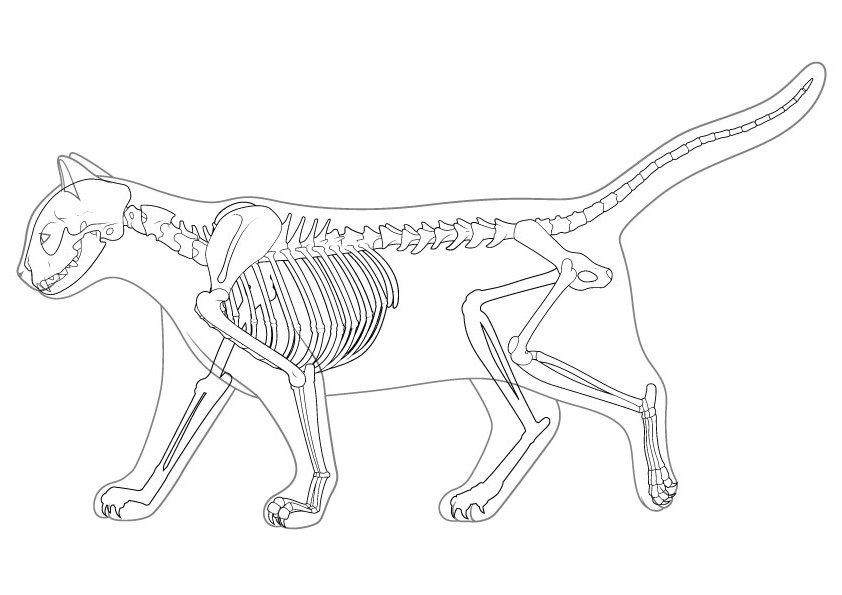 Cat Skeleton