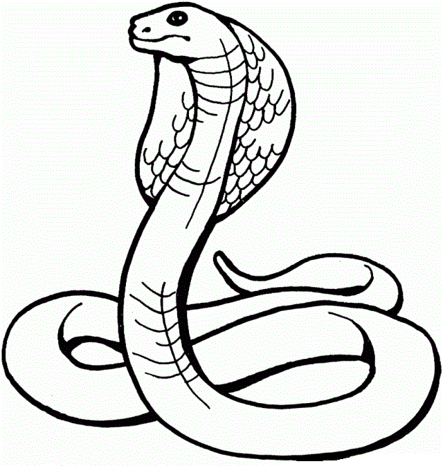 Cobra Snake