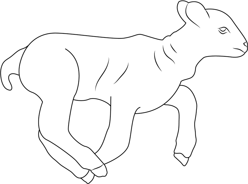 Lamb