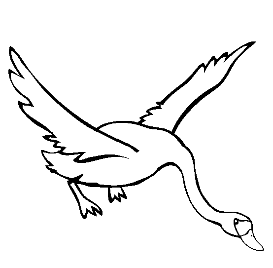 Swan Flying Coloring Game Swan Flying