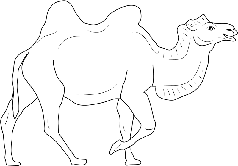 Camel