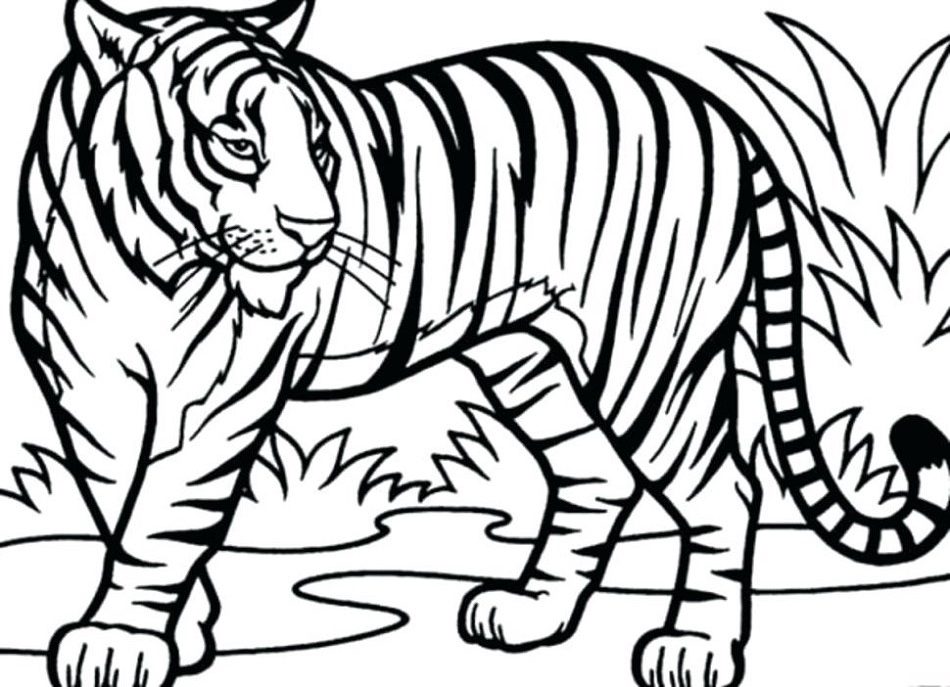 Beautiful Tiger Coloring Game Beautiful Tiger