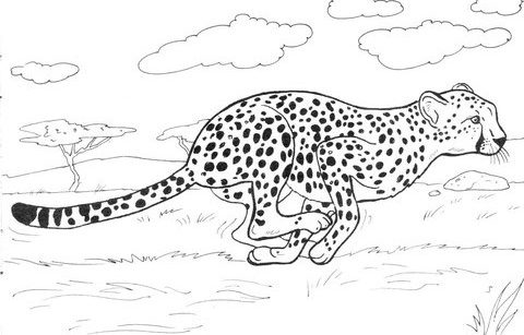 Cheetah