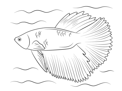 Betta Fish