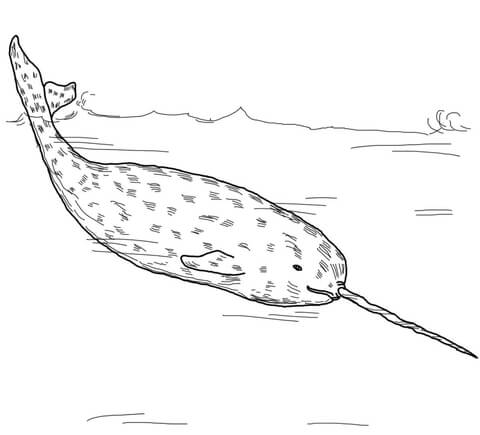 Narwhal Whales