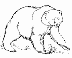 Wild Bear Coloring Game Wild Bear