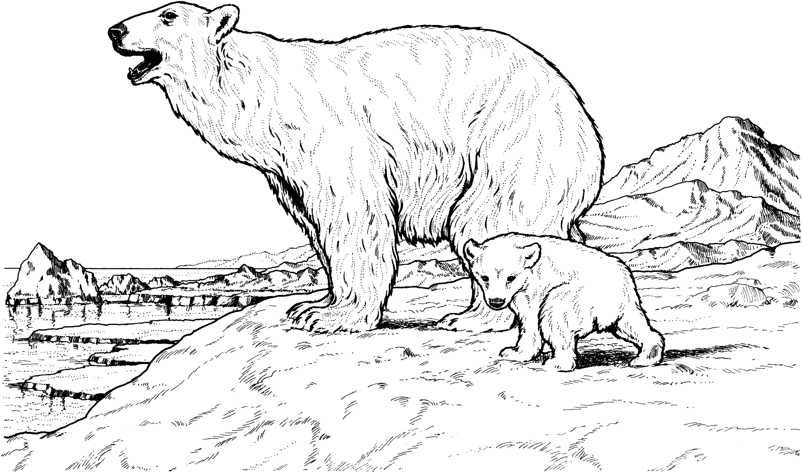 Mother Bear And Baby Coloring Game Mother Bear And Baby