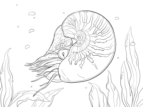 Chambered Nautilus