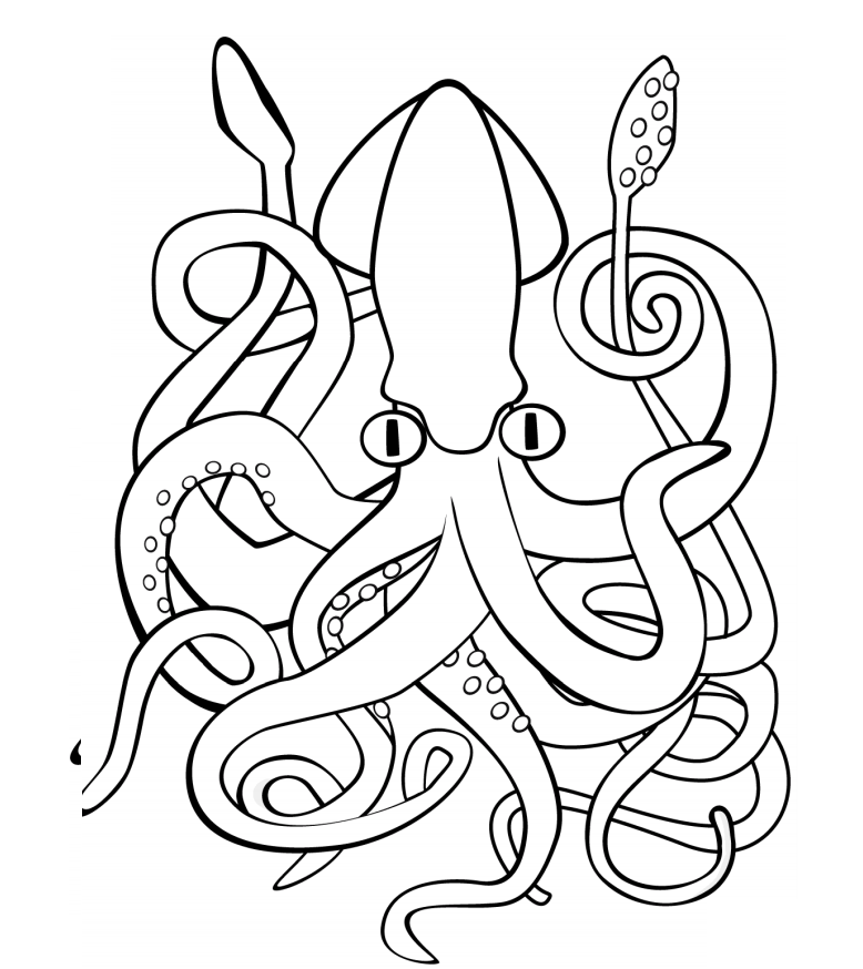 Squid