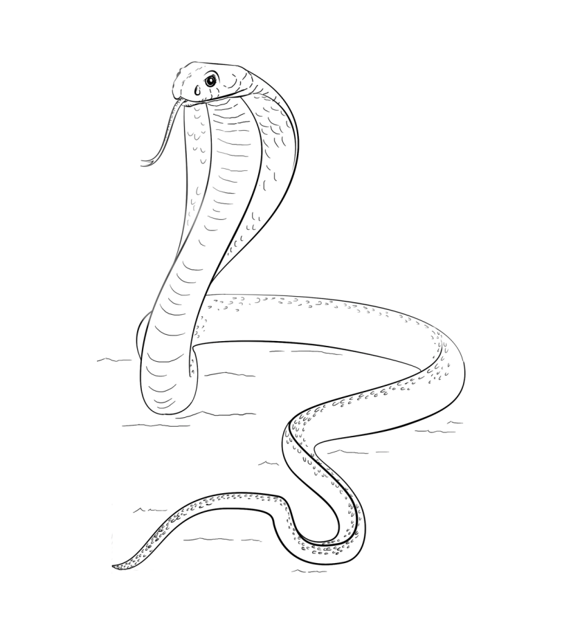 Snake