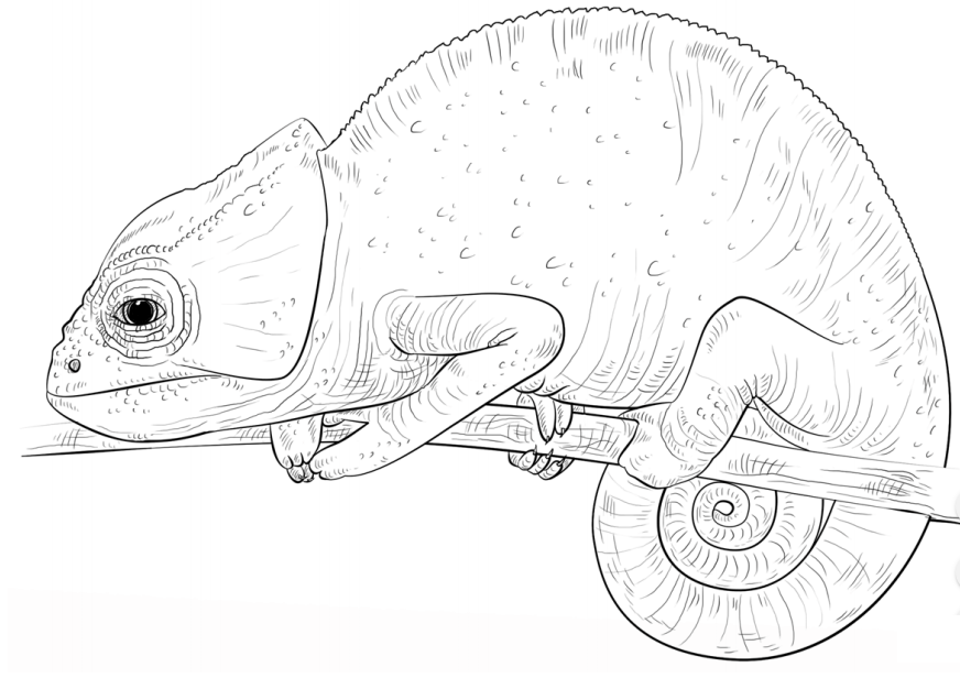 Chameleon