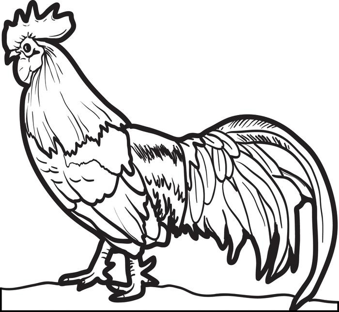 A Rooster