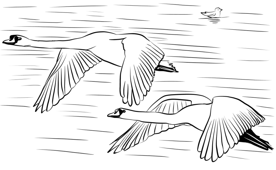 Swans Flying Coloring Game Swans Flying