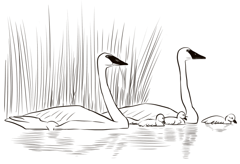 Family Of Swans Coloring Game Family Of Swans