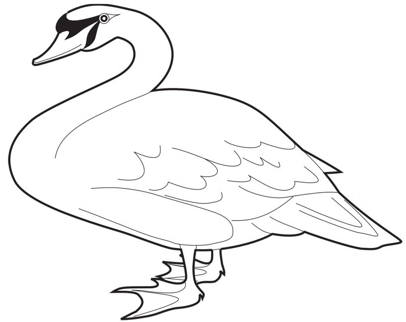 A Mute Swan Coloring Game A Mute Swan
